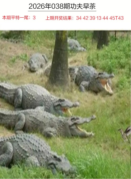 038期功夫早茶[图]