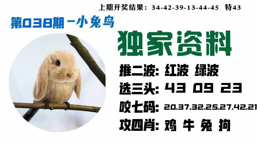 038期小兔鸟[图]